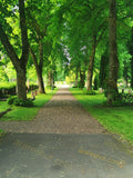 Serene Cemetery Landscape with Tall Pines and Manicured Lawns