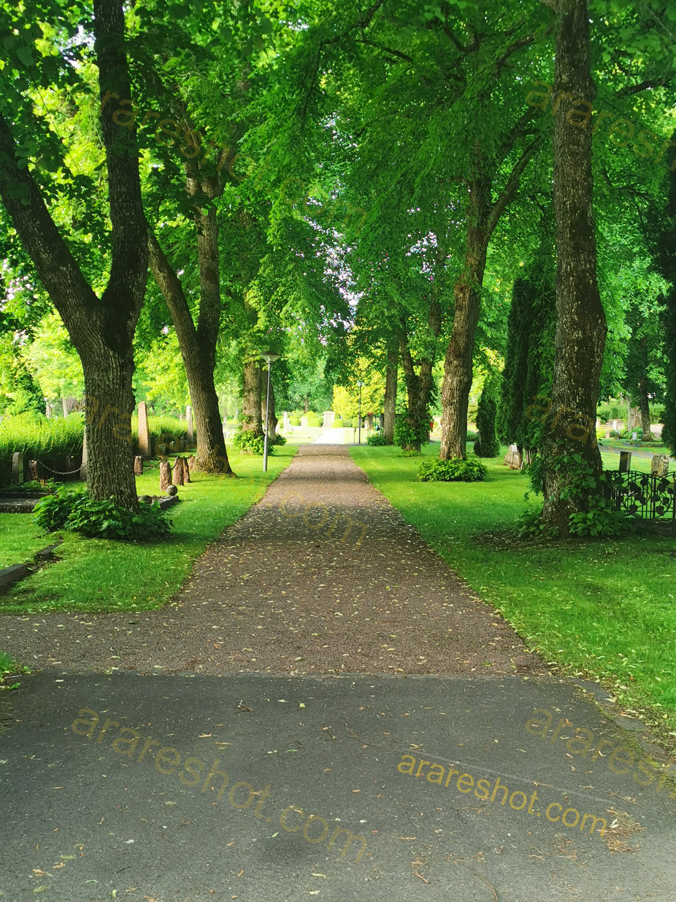 Serene Cemetery Landscape with Tall Pines and Manicured Lawns