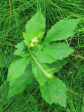 Green Plant with Broad Leaves and Surrounding Grass