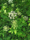 Delicate Wildflower Clusters Amid Lush Green Foliage