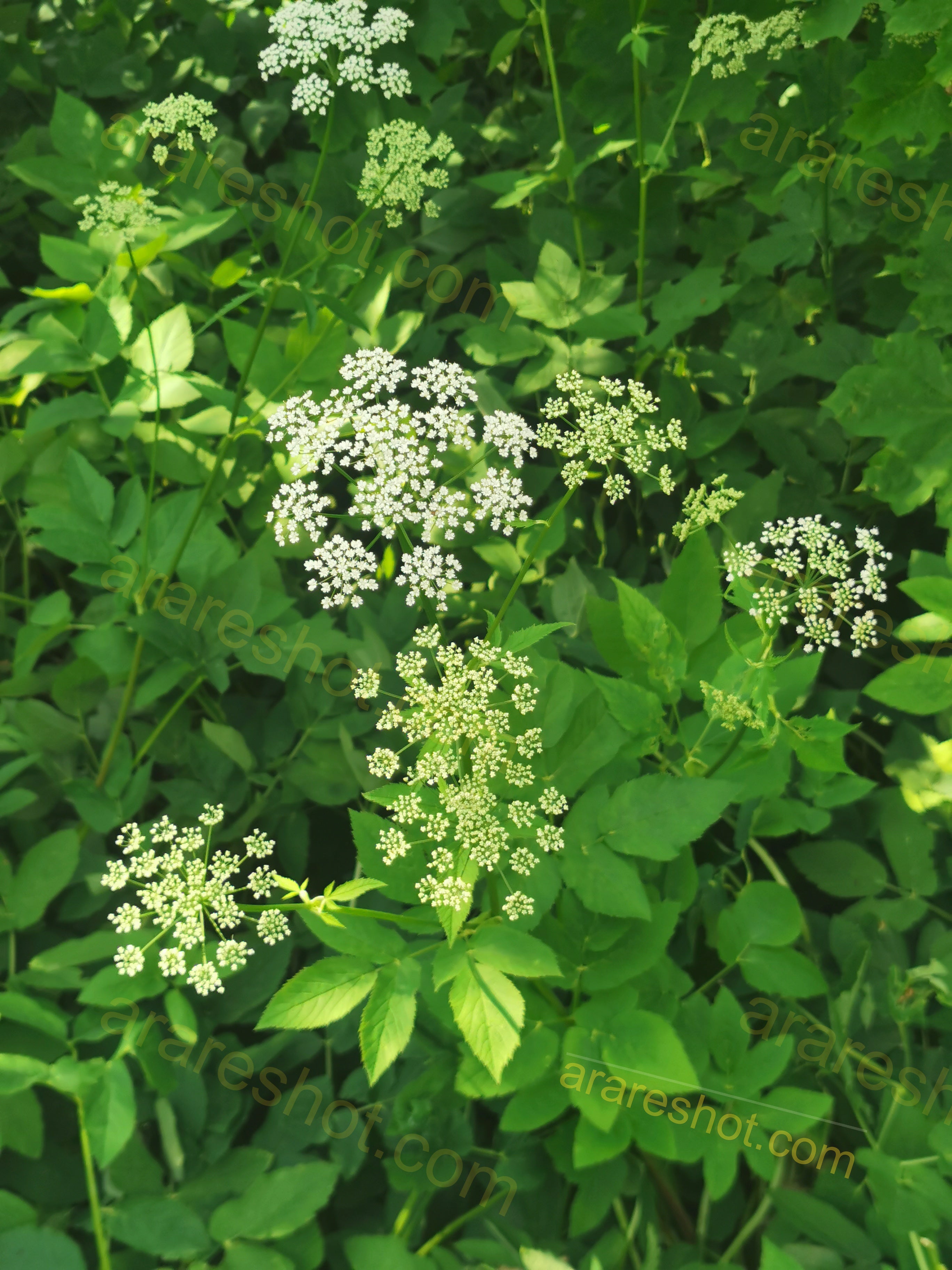 Delicate Wildflower Clusters Amid Lush Green Foliage