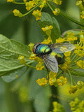 Green Bottle Fly on Yellow Flowers