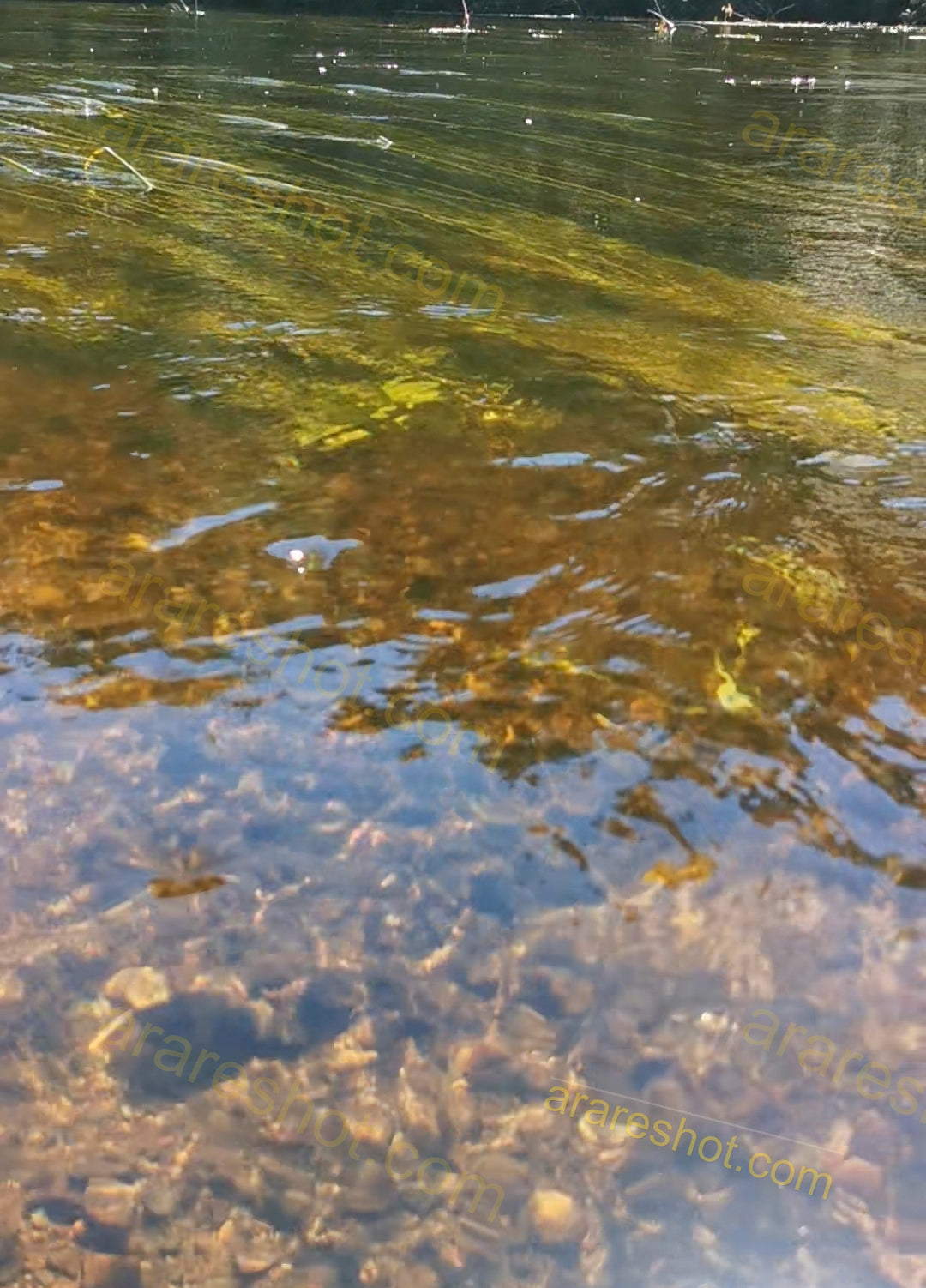 Clear Shallow Water with Stones and Algae