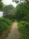 Narrow Dirt Path Surrounded by Green Trees and Grass