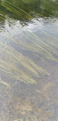 Aquatic Plants Under Clear Water Surface