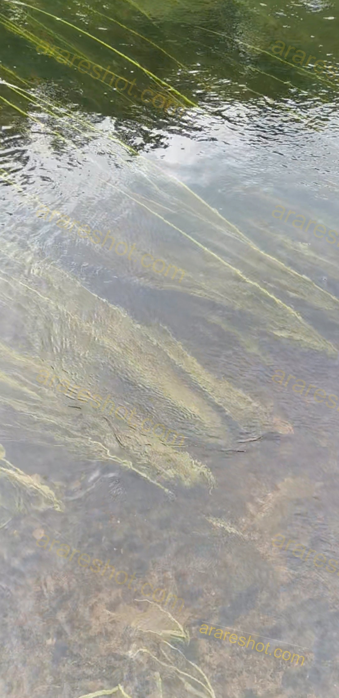 Aquatic Plants Under Clear Water Surface