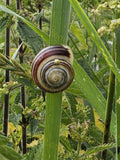 Striped Snail on Green Grass Stem