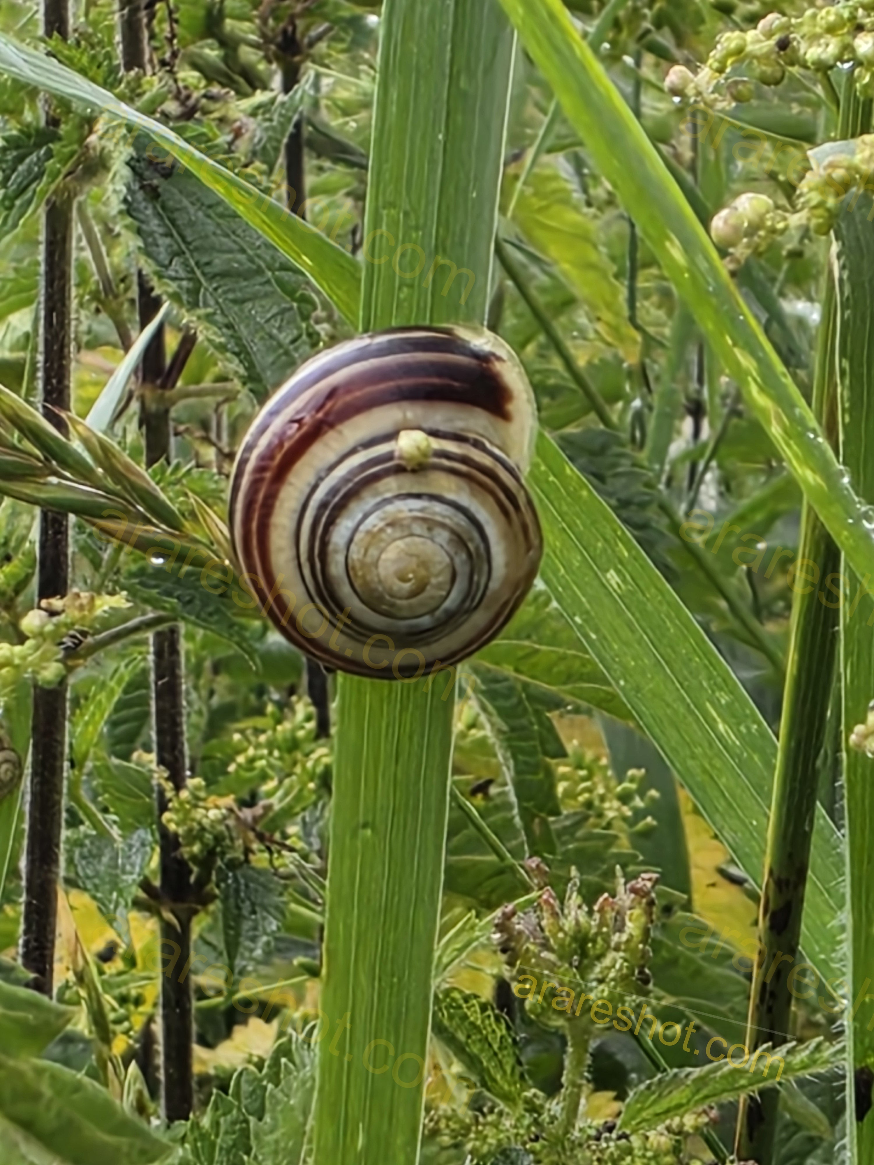 Striped Snail on Green Grass Stem