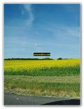 Yellow Field Beside Country Road