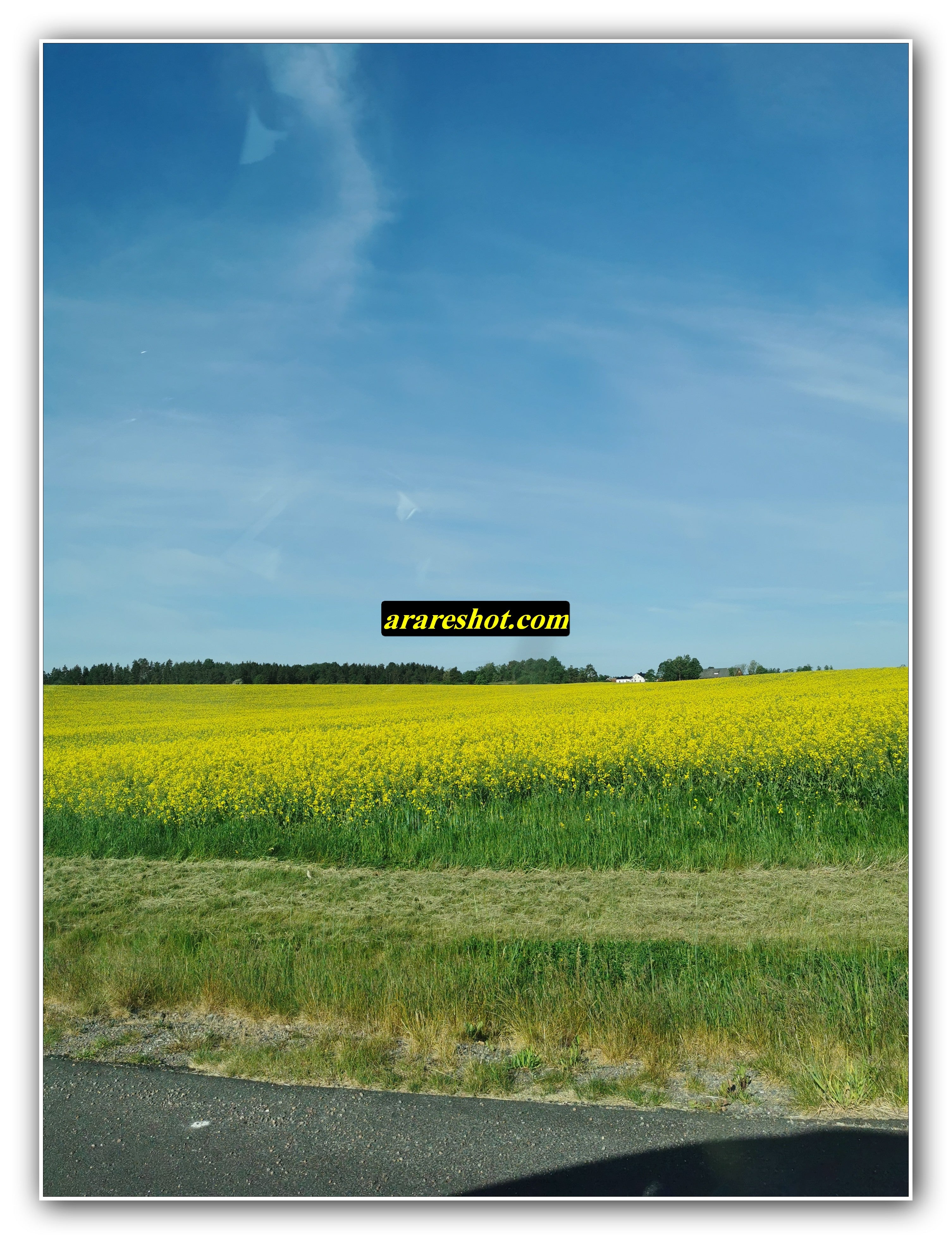 Yellow Field Beside Country Road