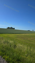 Green Field with Trees on Horizon