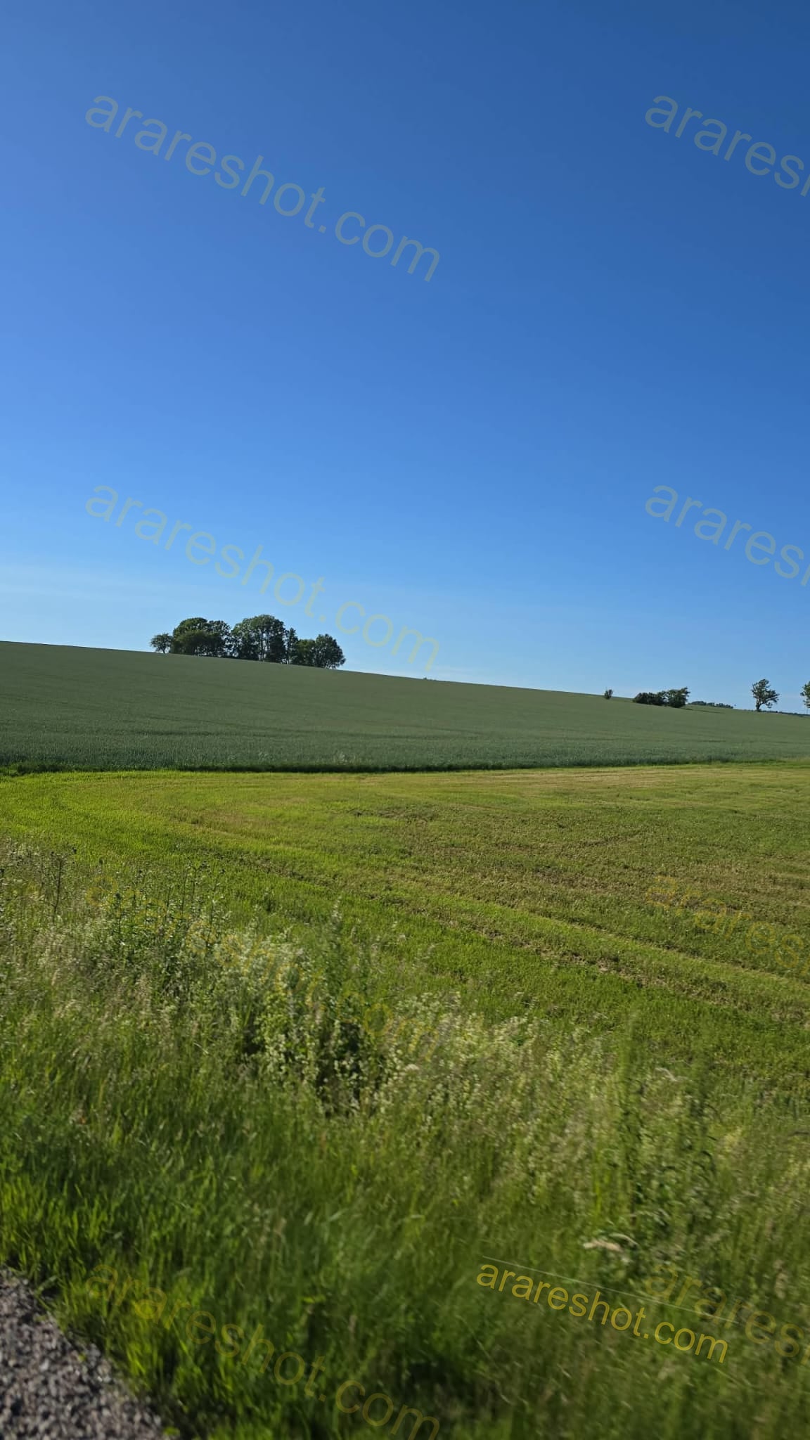 Green Field with Trees on Horizon