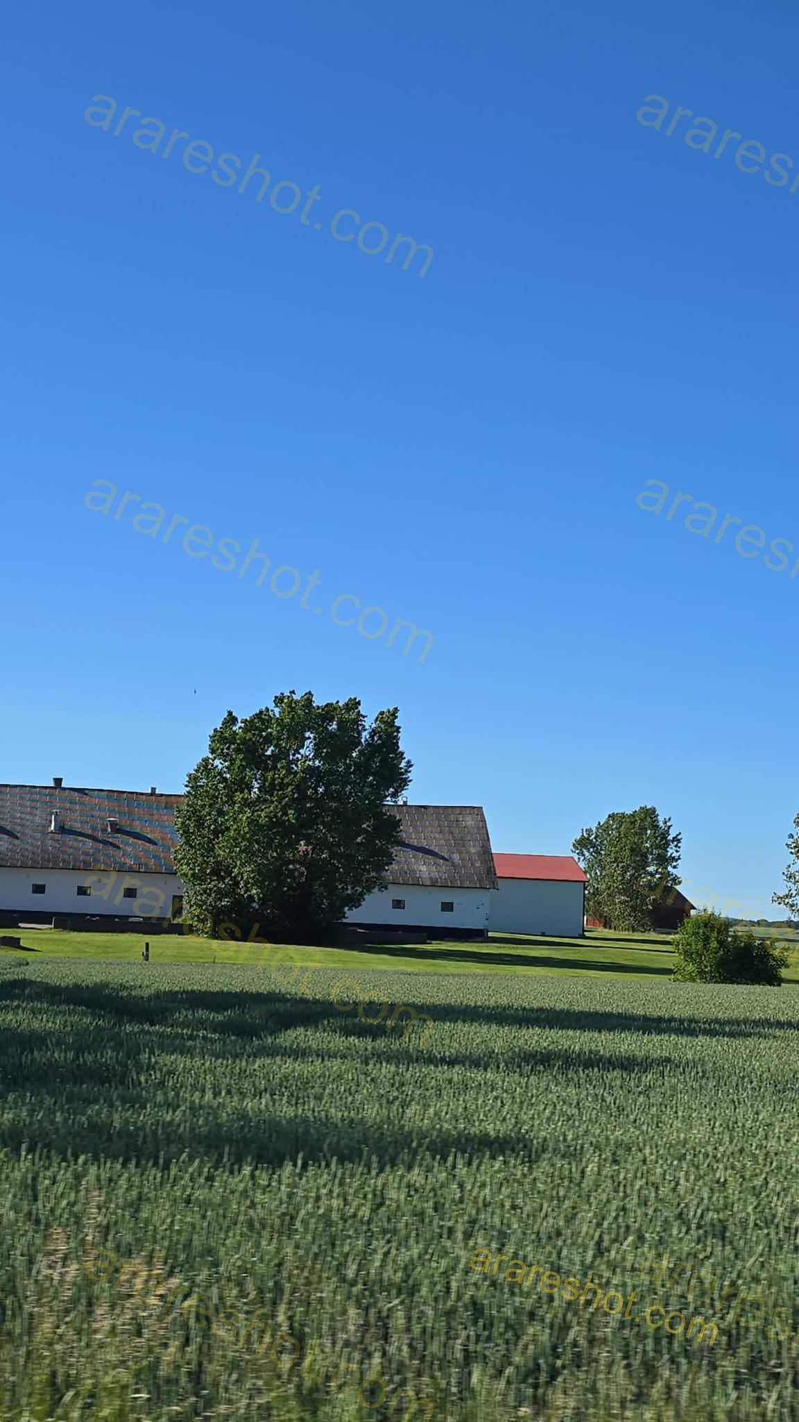 Green Wheat Field with Farm Buildings and Trees