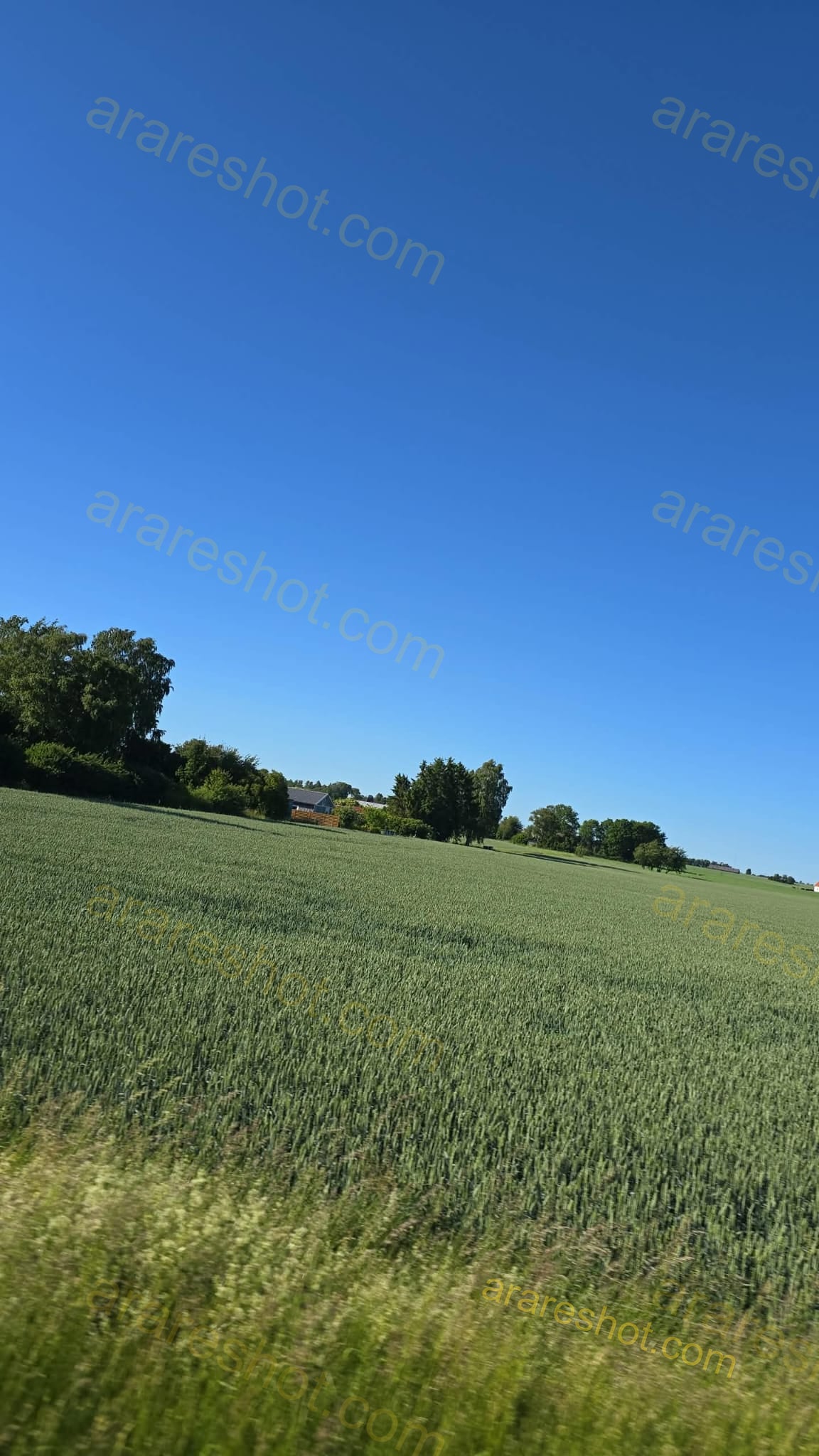 Green Field with Trees and Clear Blue Sky