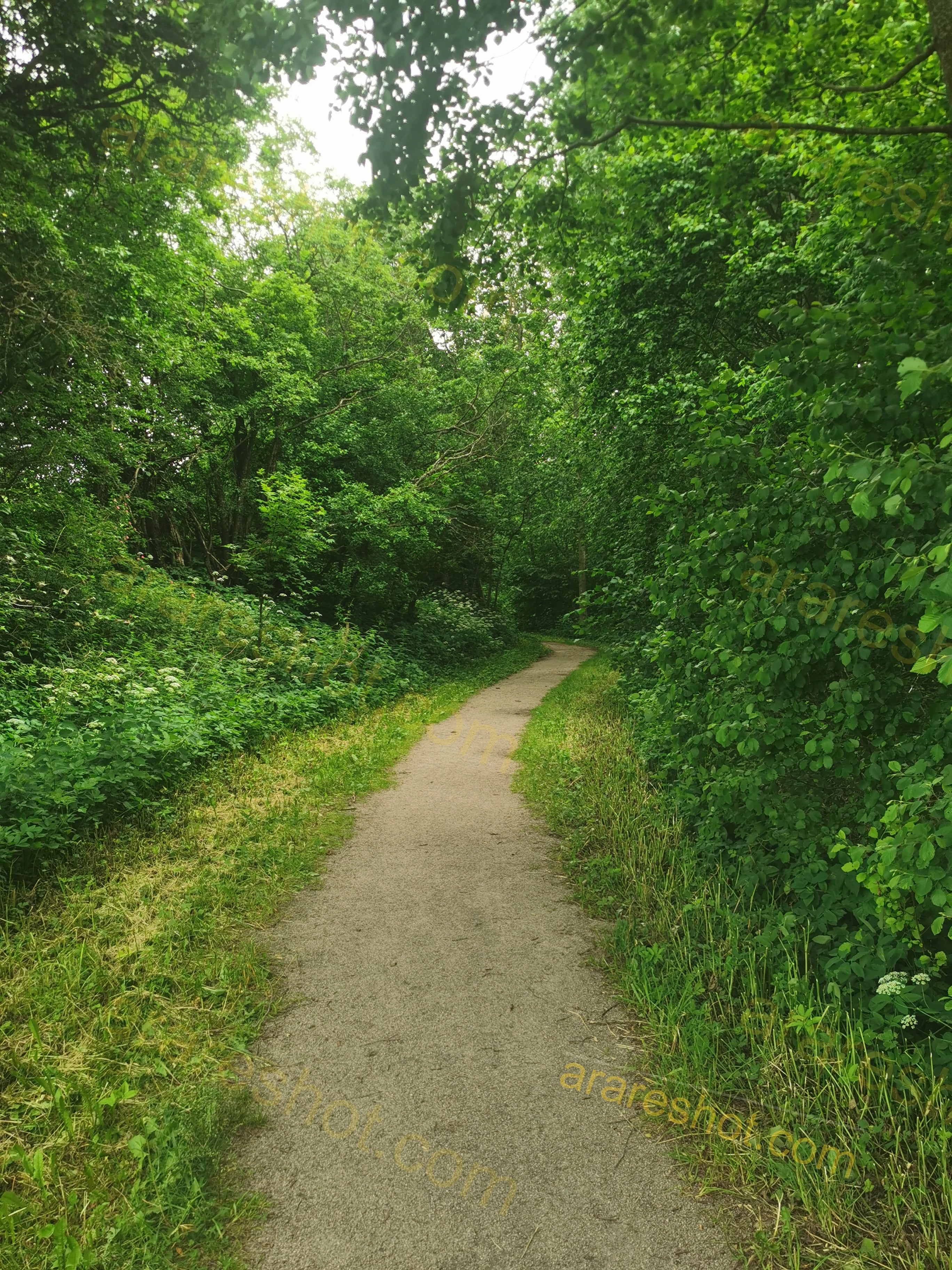 Narrow Paved Path Surrounded by Dense Green Trees