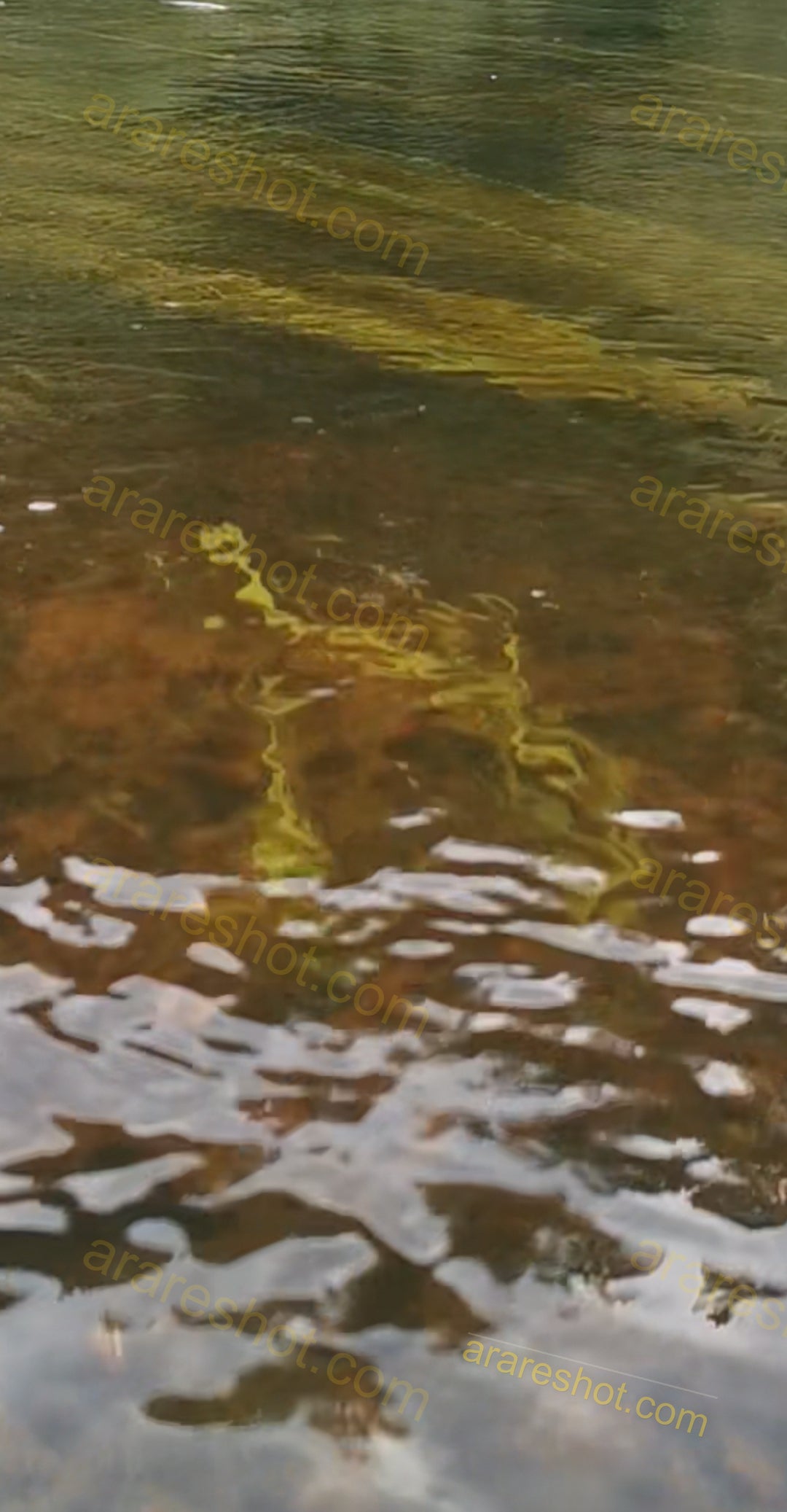 Clear Water Surface with Reflections