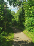 Sunlit Forest Trail Surrounded by Lush Green Foliage