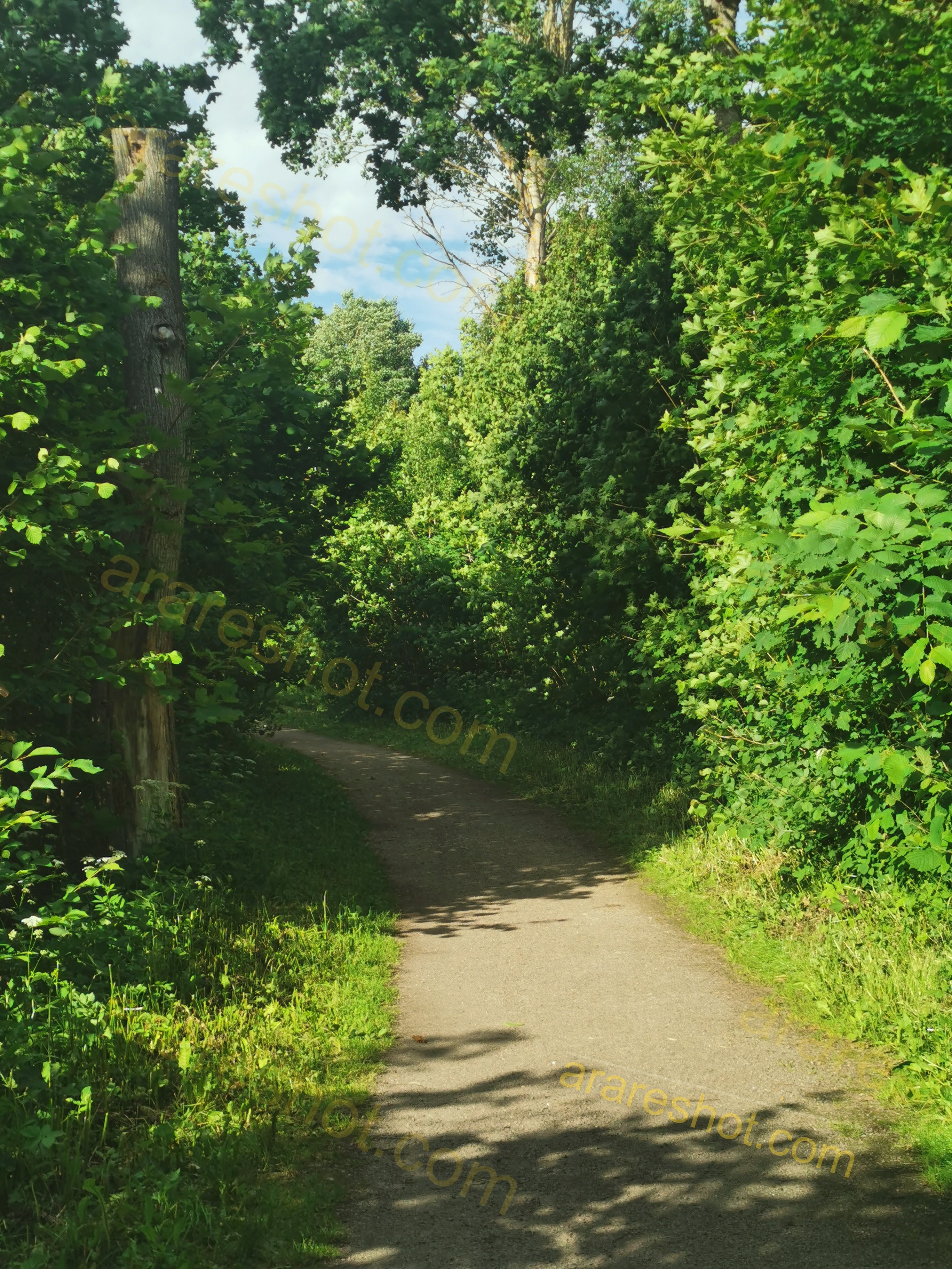Sunlit Forest Trail Surrounded by Lush Green Foliage
