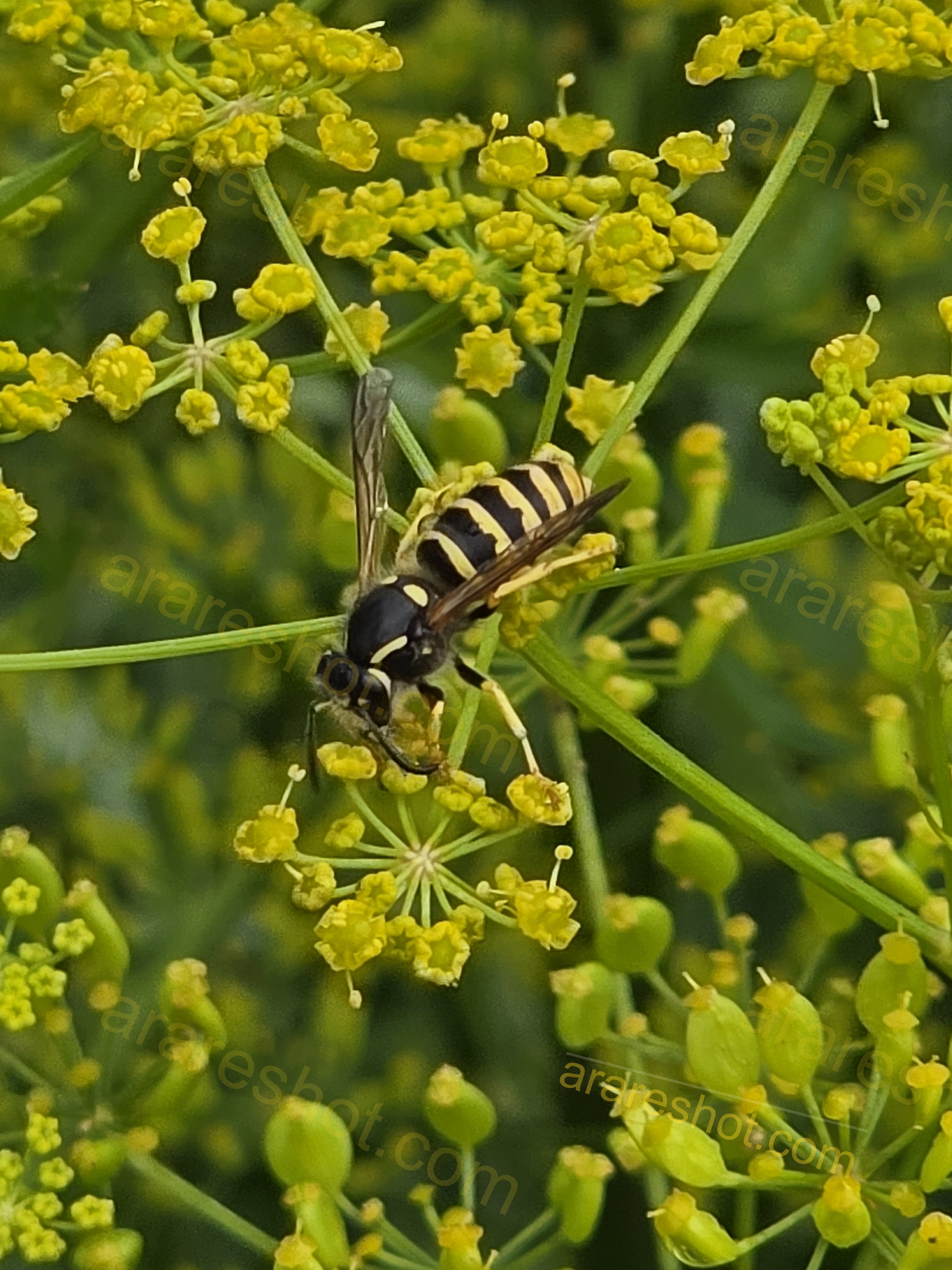 Yellow and Black Wasp on Yellow Flowers