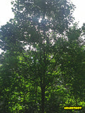 Lush Green Natural Landscape with Diverse Trees