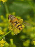 Close-up of Hoverfly on Yellow Flower