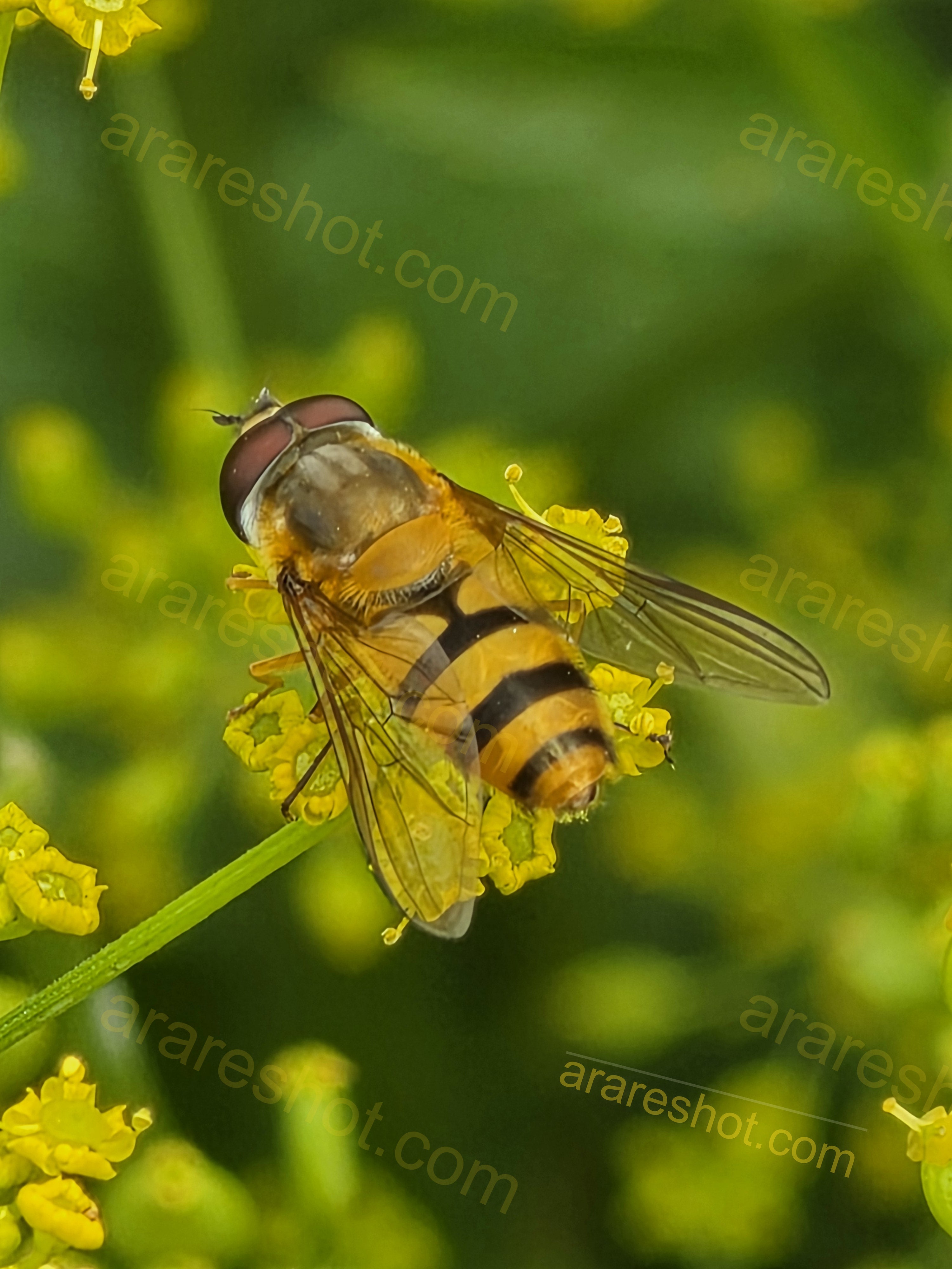 Close-up of Hoverfly on Yellow Flower
