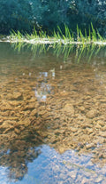 Clear Shallow Water with Stones and Grass Reflection