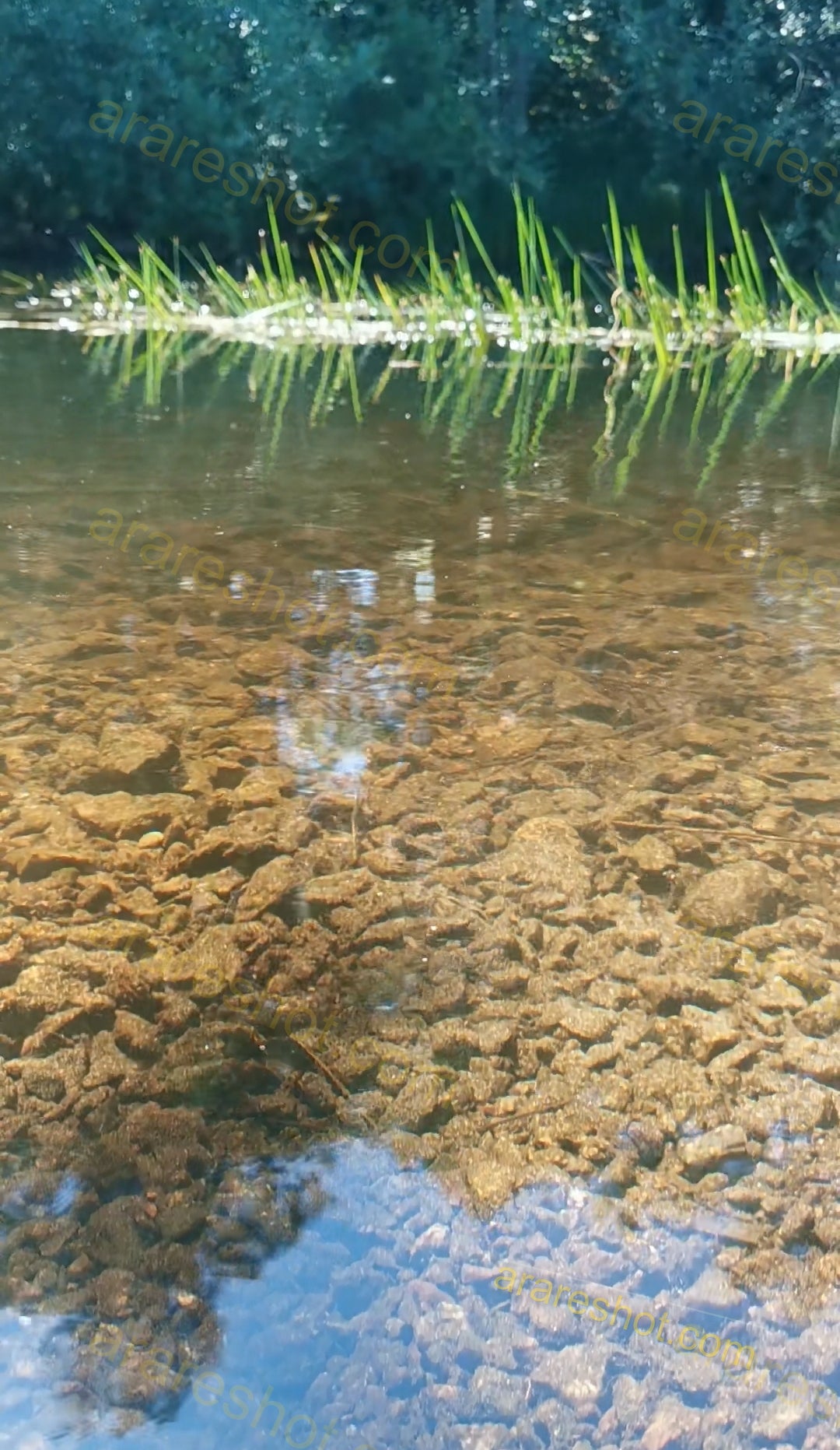 Clear Shallow Water with Stones and Grass Reflection