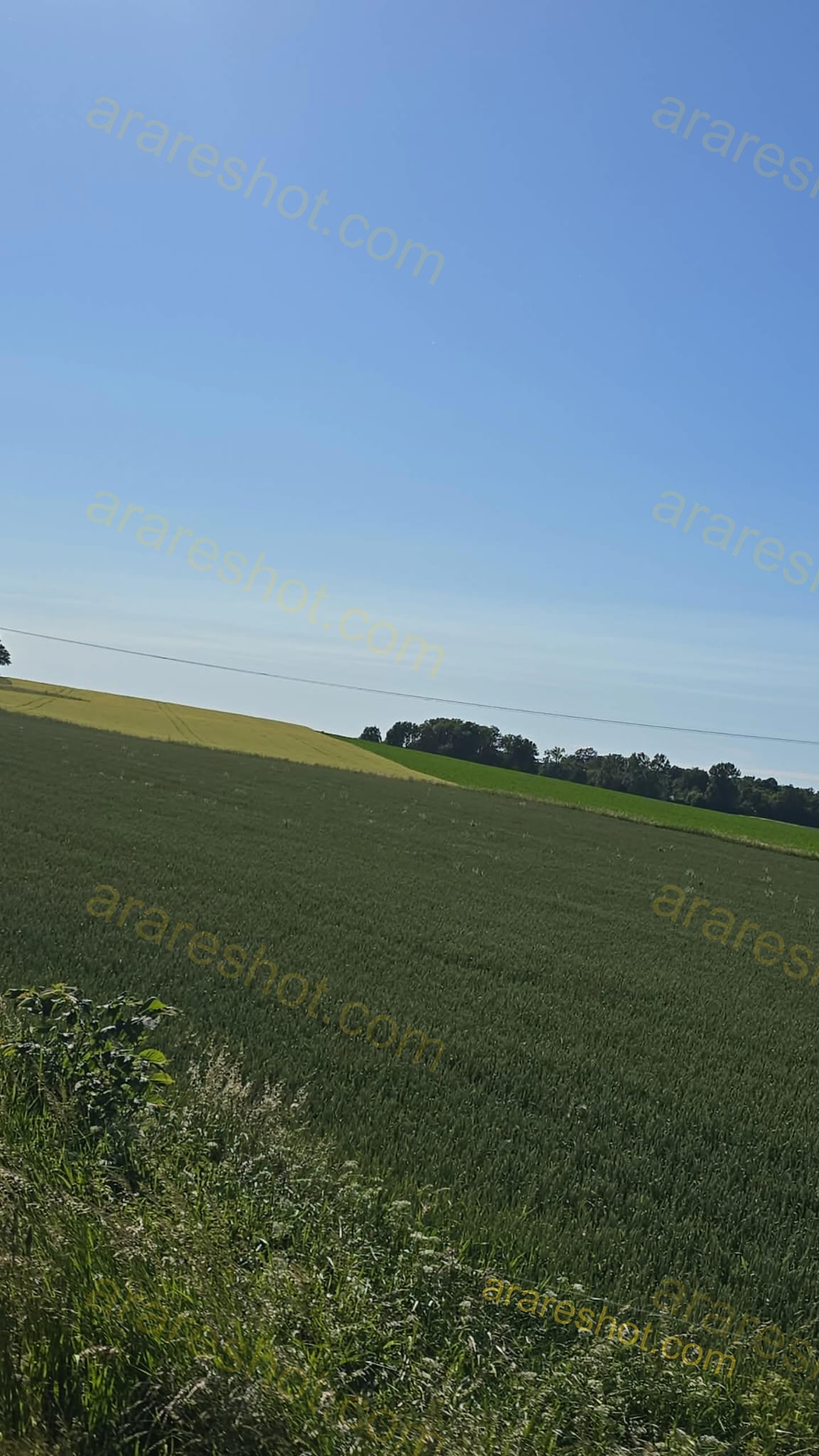 Green Crop Field under Blue Sky