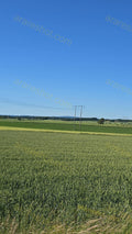 Green Wheat Field under Clear Blue Sky
