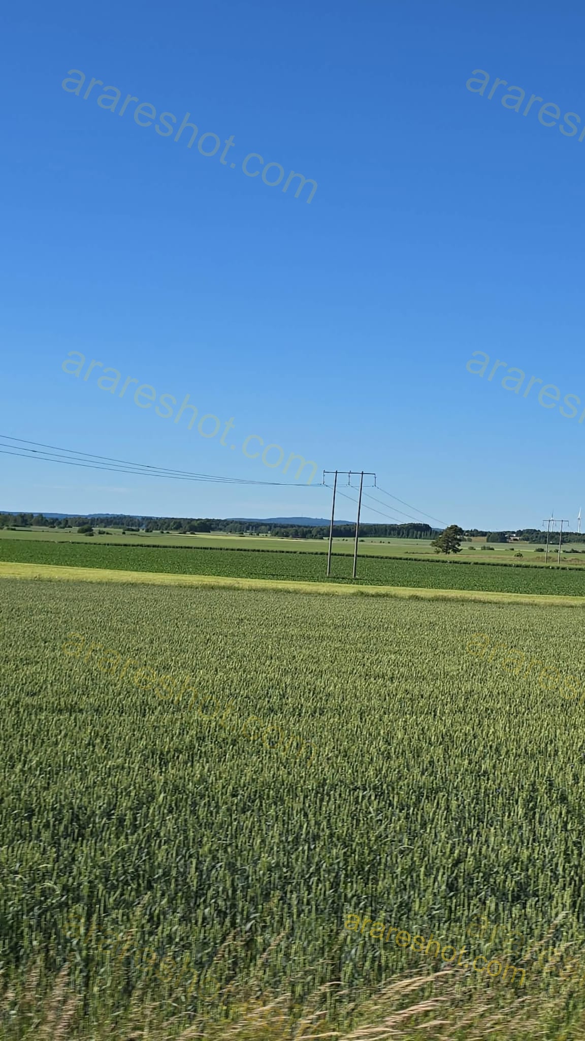 Green Wheat Field under Clear Blue Sky