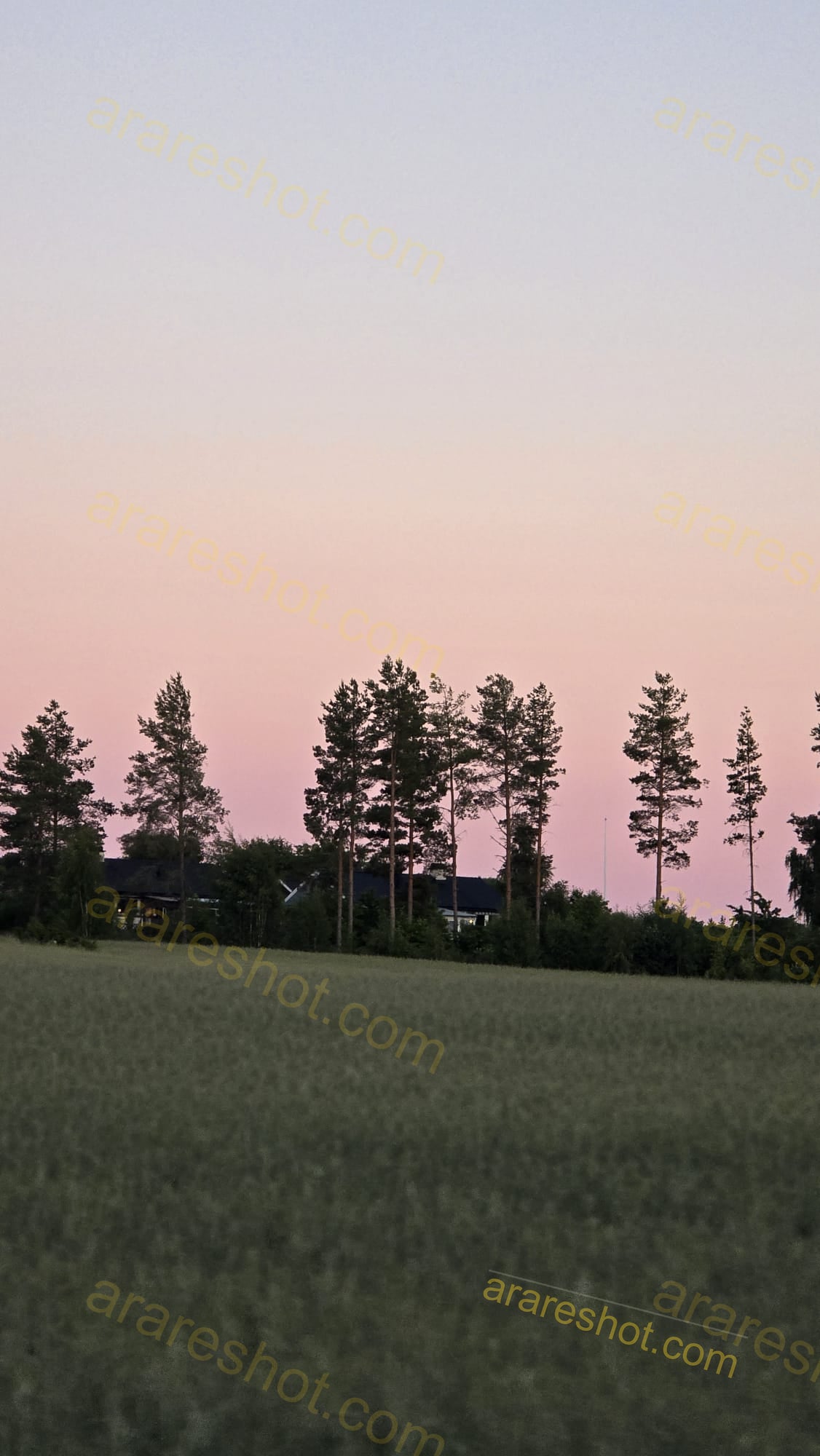 Field with Tall Trees and House in Background