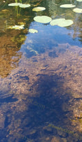 Clear Shallow Water with Lily Pads and Rocky Bottom