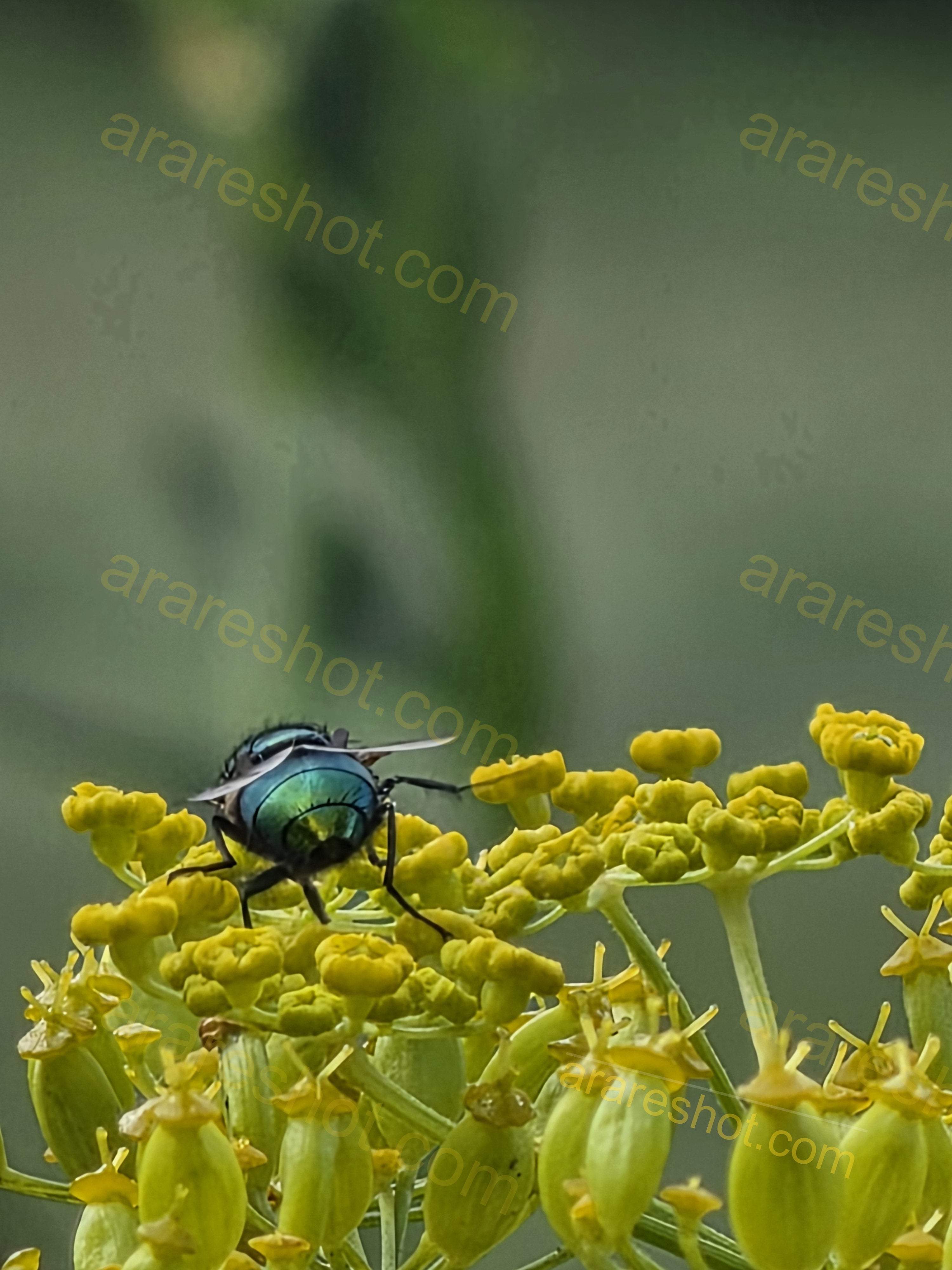 Blue-green fly on yellow flower cluster
