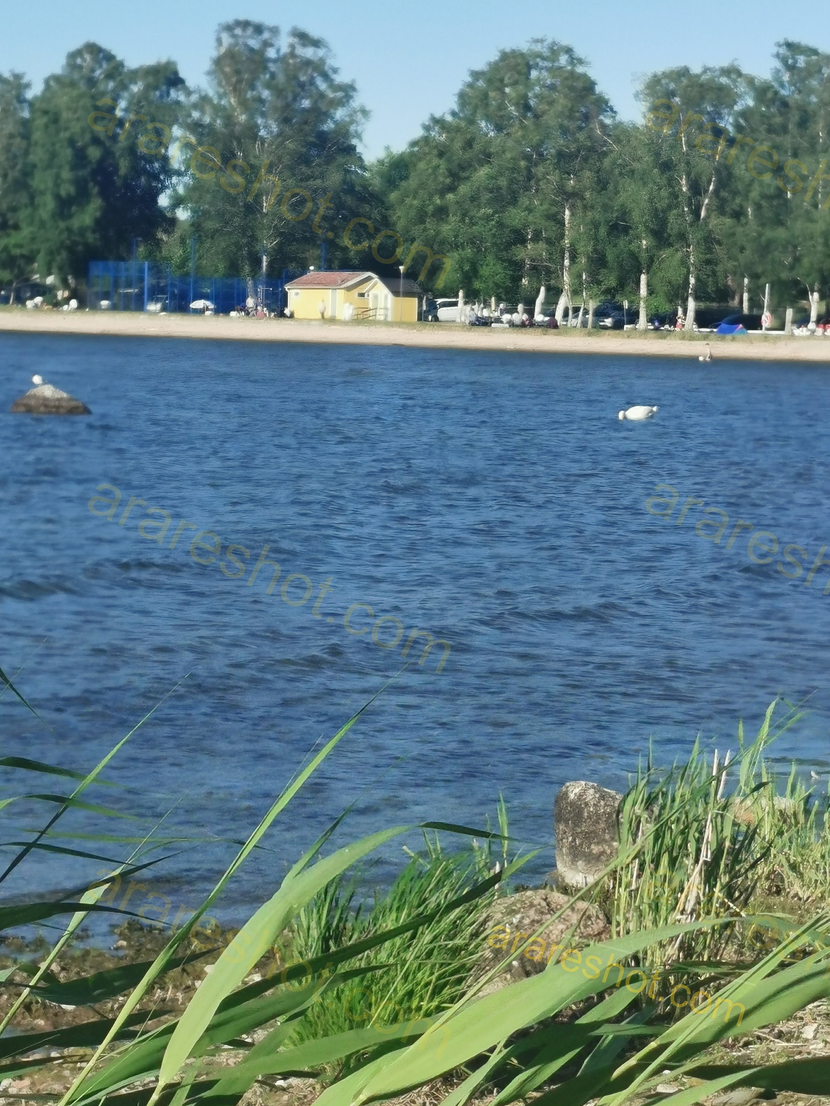 Lake Shore with Green Plants and Distant Trees