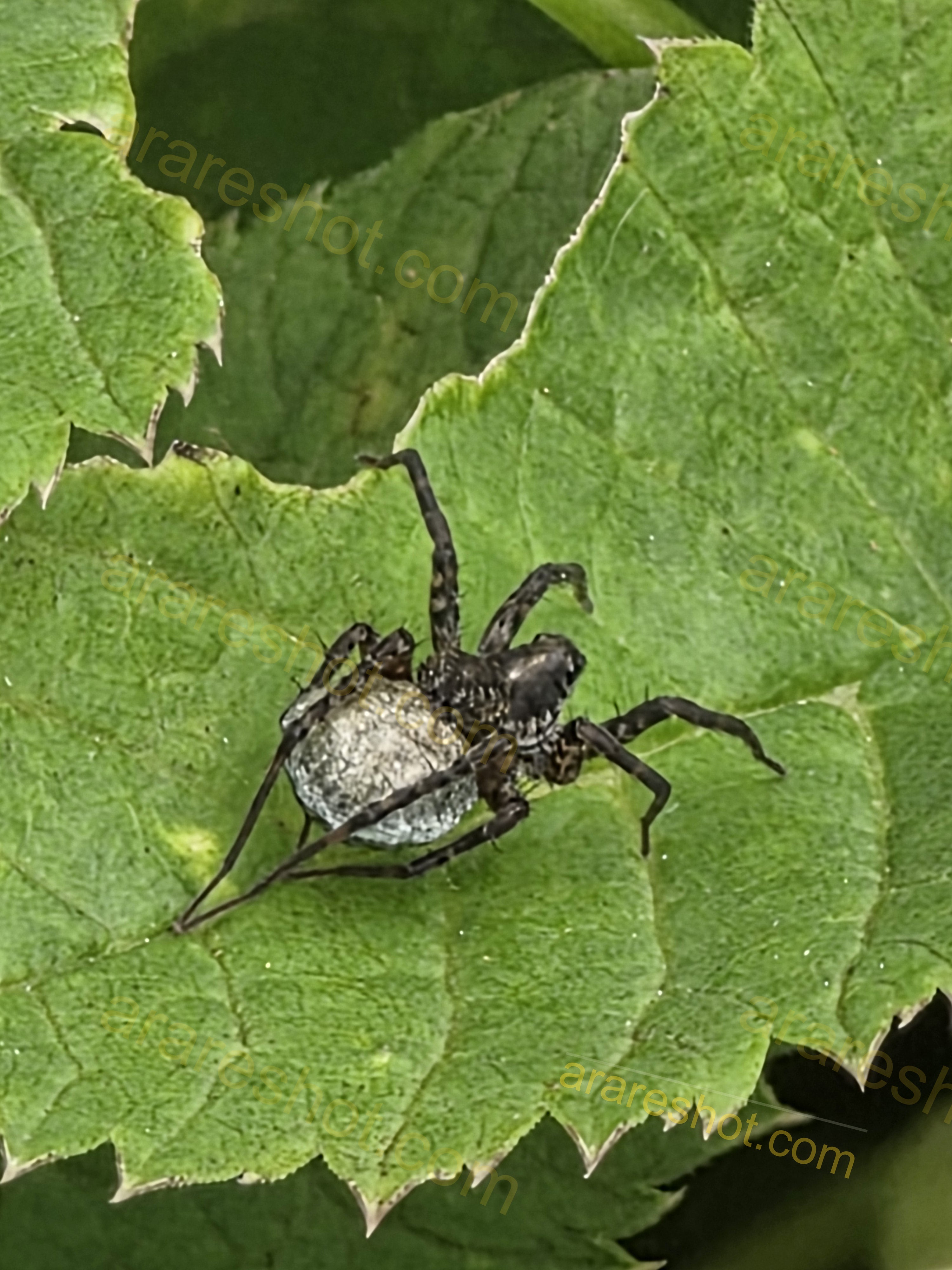 Spider on Green Leaf with Egg Sac