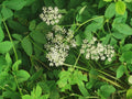 White Wildflower Clusters Among Green Leaves