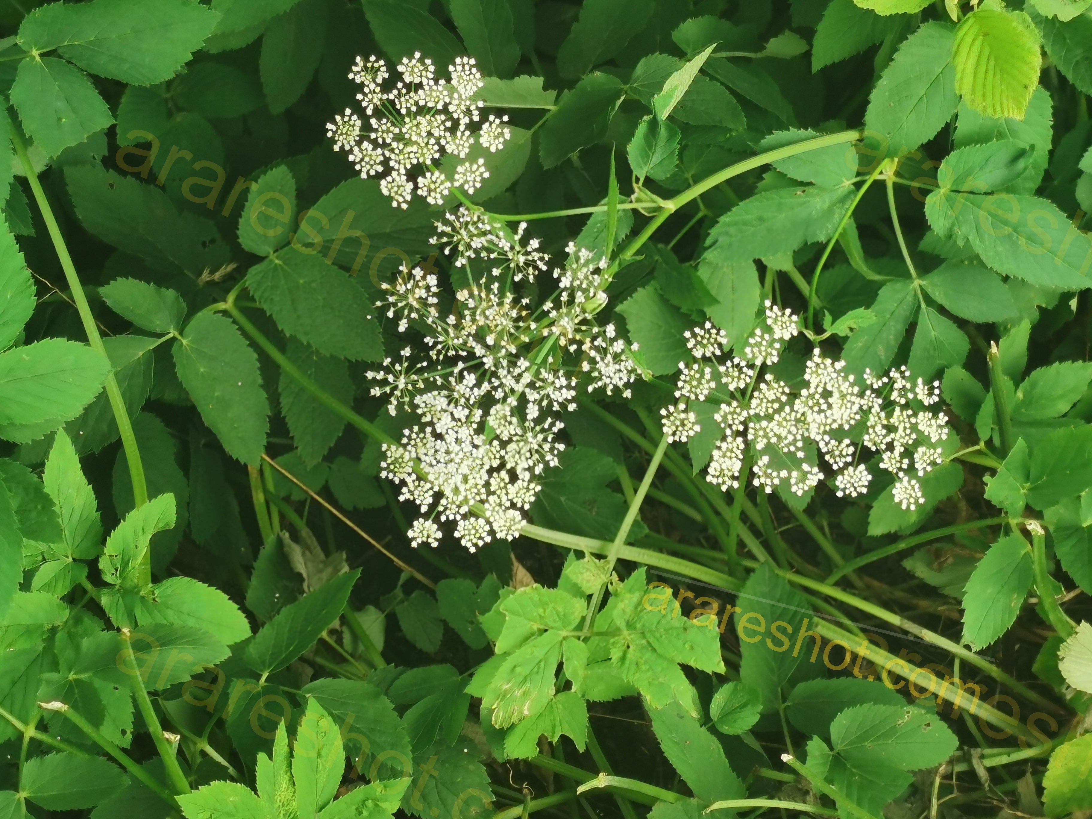 White Wildflower Clusters Among Green Leaves