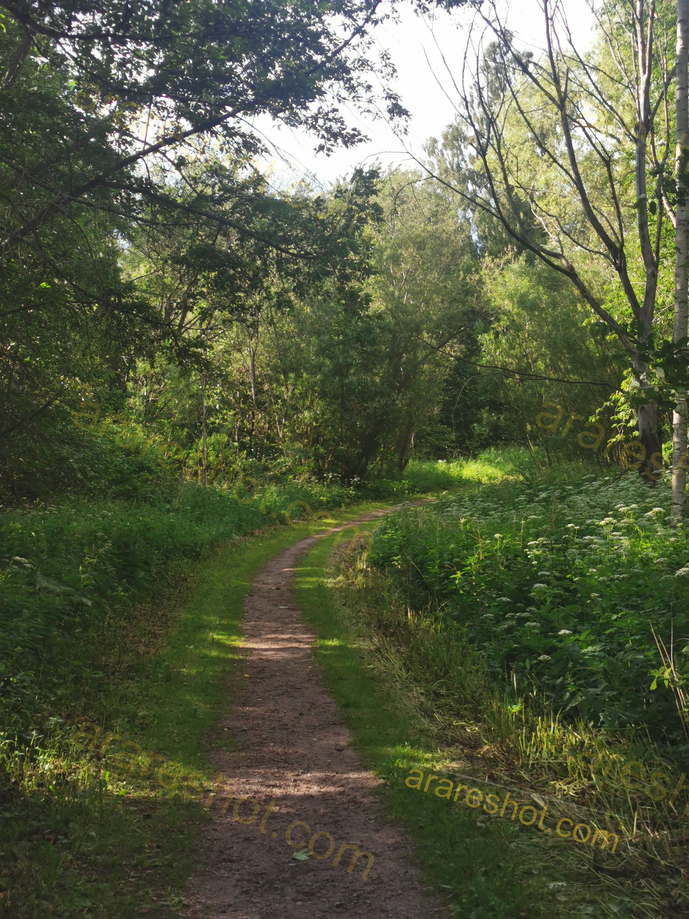 Serene Forest Trail Pathway in Lush Green Woodland