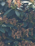 Green Leaves with Dry Brown Flowers
