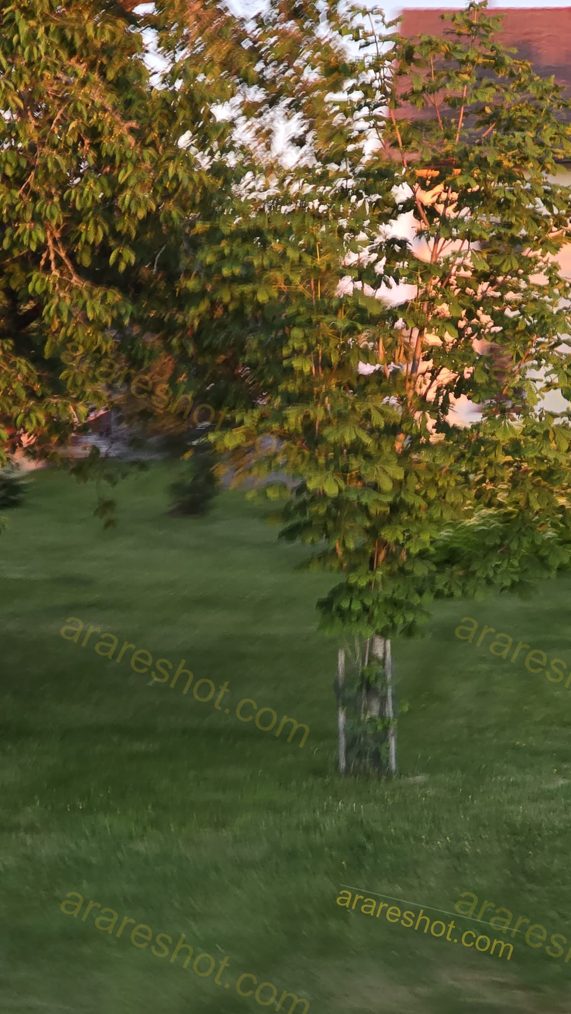 Young Tree in Grassy Lawn with House Roof Background