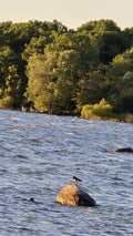 Bird Standing on Rock in Lake with Forest Background