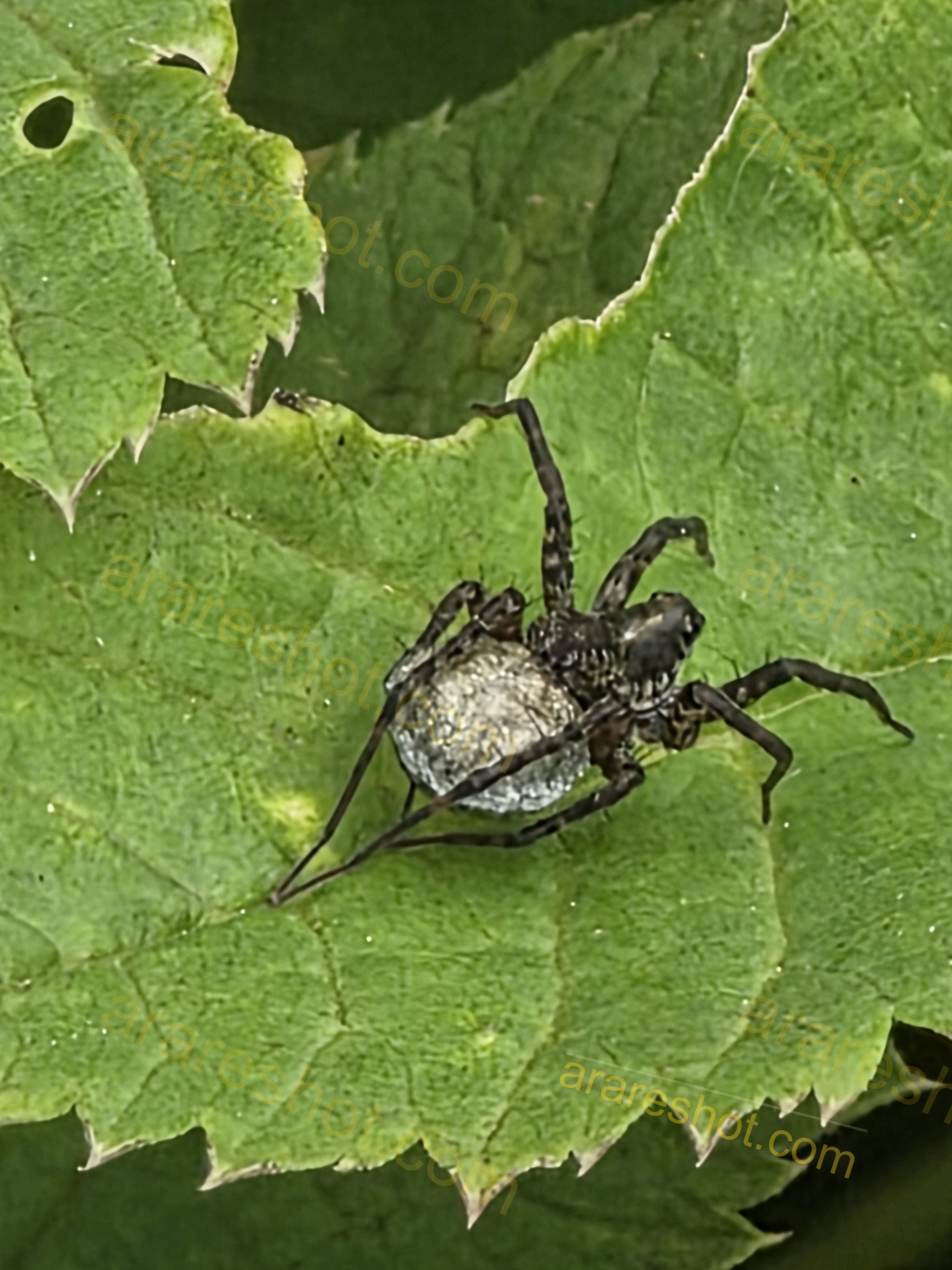 Spider on Green Leaf Carrying Egg Sac