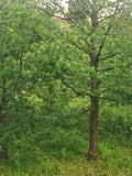 Lush Green Oak Trees in Dense Forest Under Soft Daylight