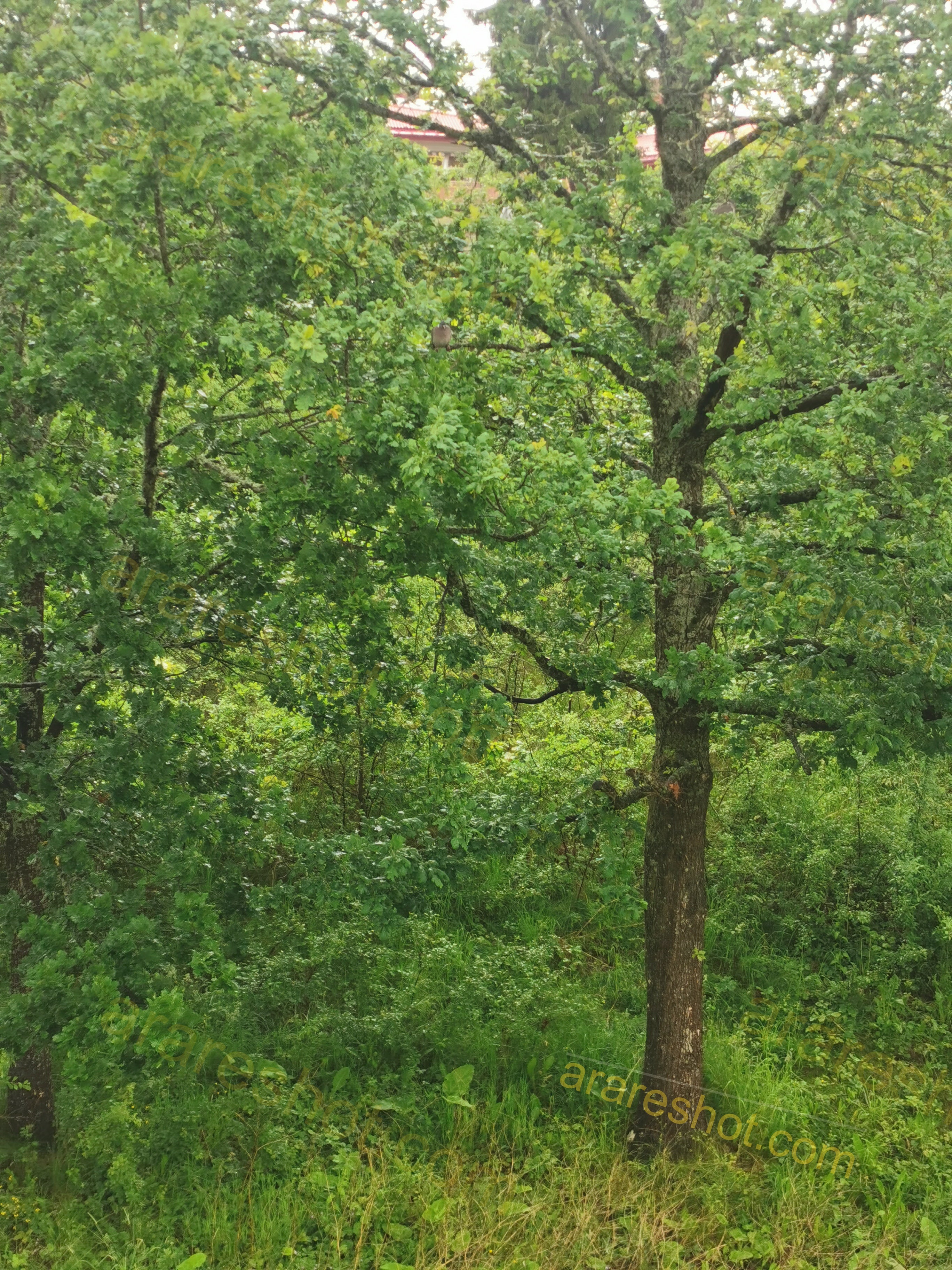 Lush Green Oak Trees in Dense Forest Under Soft Daylight