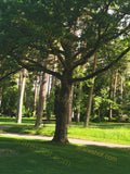 Large Tree with Spreading Branches in Park