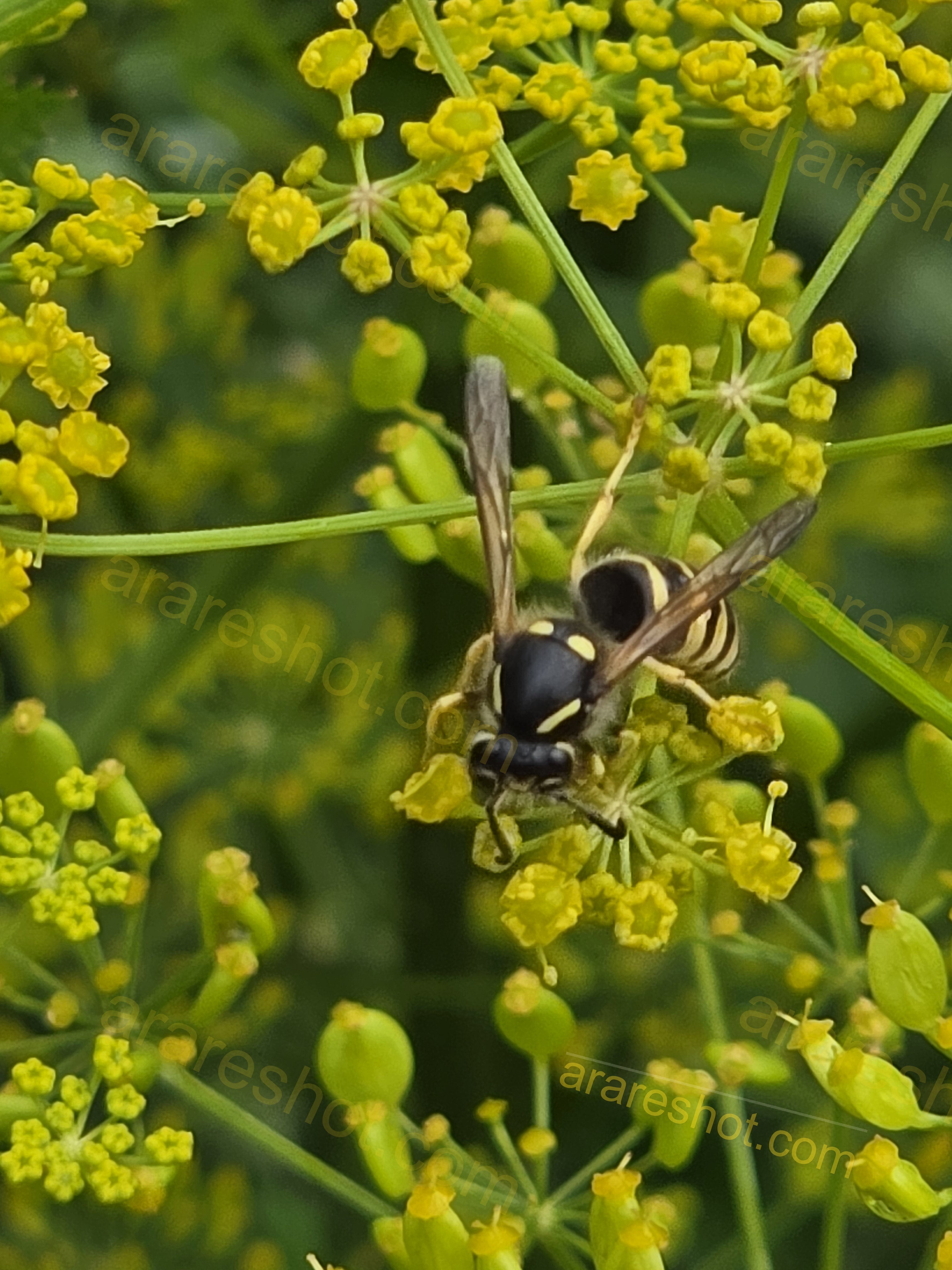 Black and Yellow Wasp on Yellow Flowers