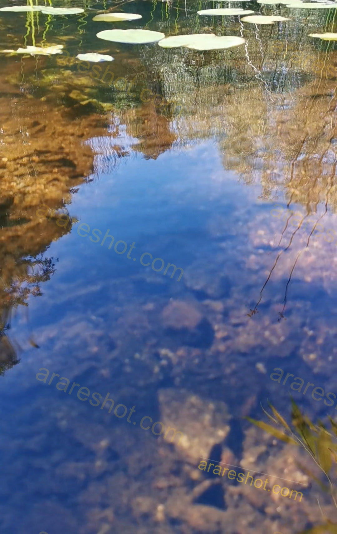 Clear Water Pond with Lily Pads