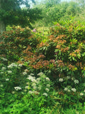 Green Shrubs and White Wildflowers