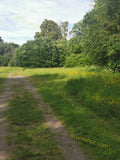 Serene Countryside Pathway Surrounded by Lush Greenery and Wildflowers